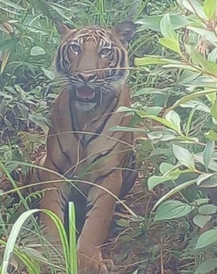 全国:自今年初发生老虎咬死人事后件,话望生原住民村落居民出入森林时都随身携带利器。