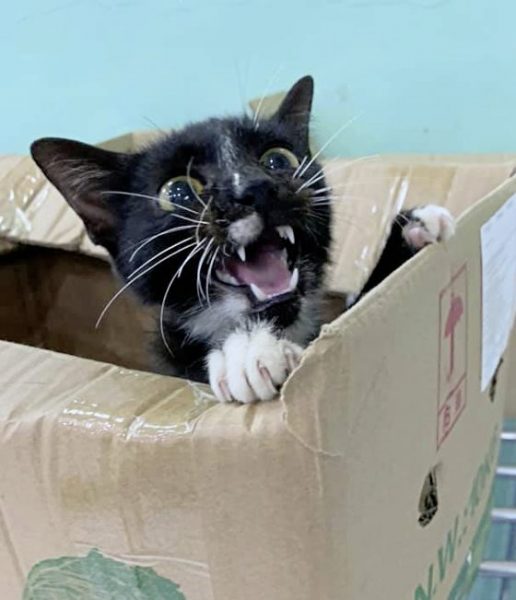 助养狗计划（三）