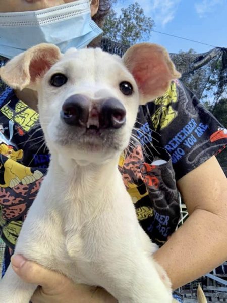 助养狗计划（三）