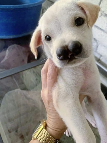 助养狗计划（三）