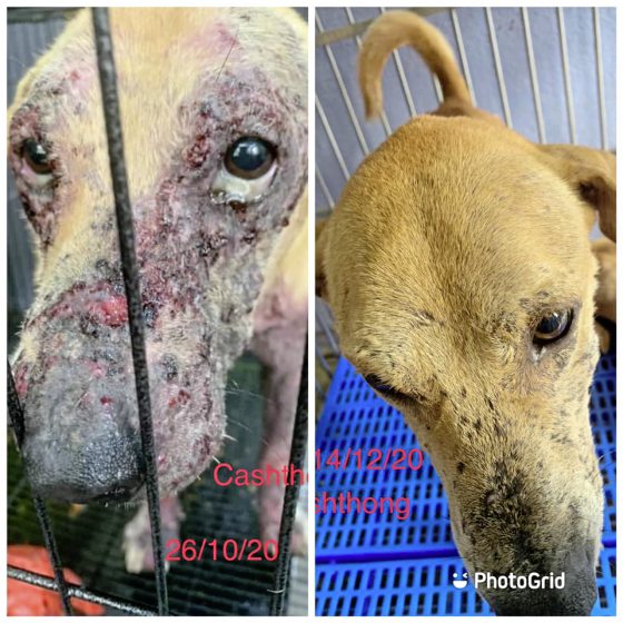 助养狗计划（三）