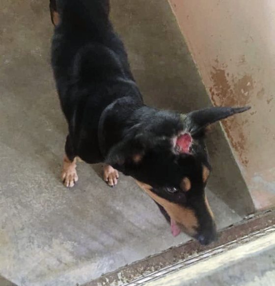 助养狗计划（三）