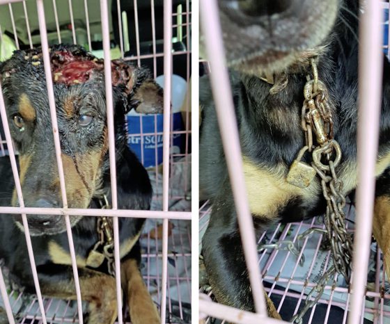 助养狗计划（三）