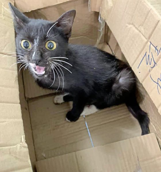 助养狗计划（三）