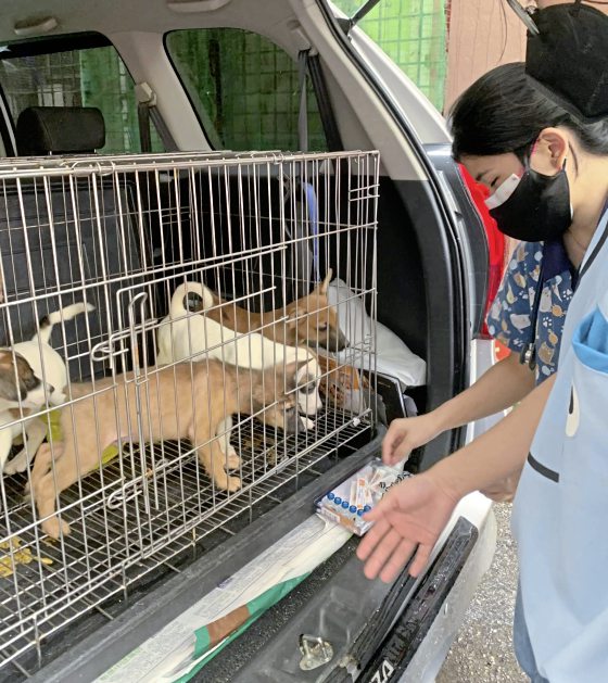 助养狗计划（三）