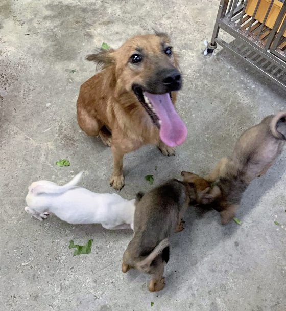 助养狗计划（三）