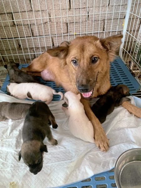 助养狗计划（三）