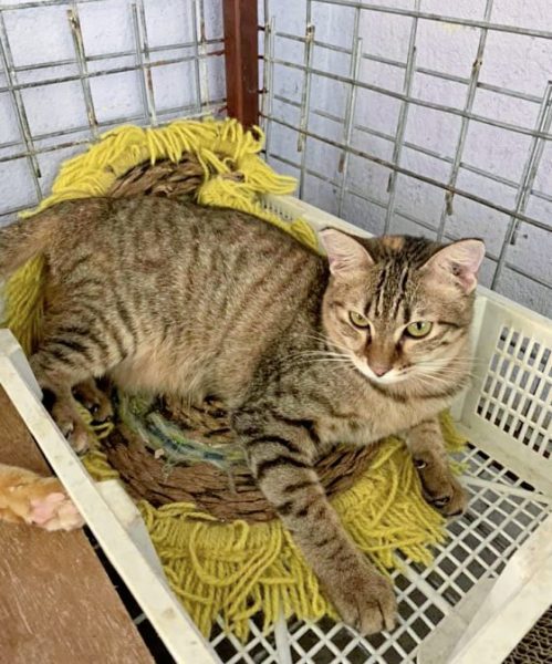 助养狗计划（三）