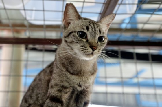 助养狗计划（三）