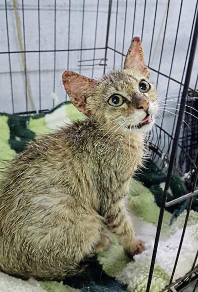 助养狗计划（三）