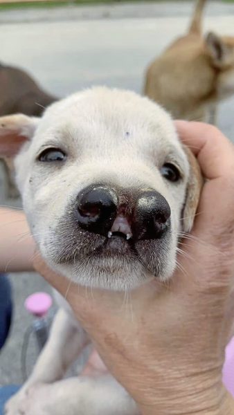 助养狗计划（三）