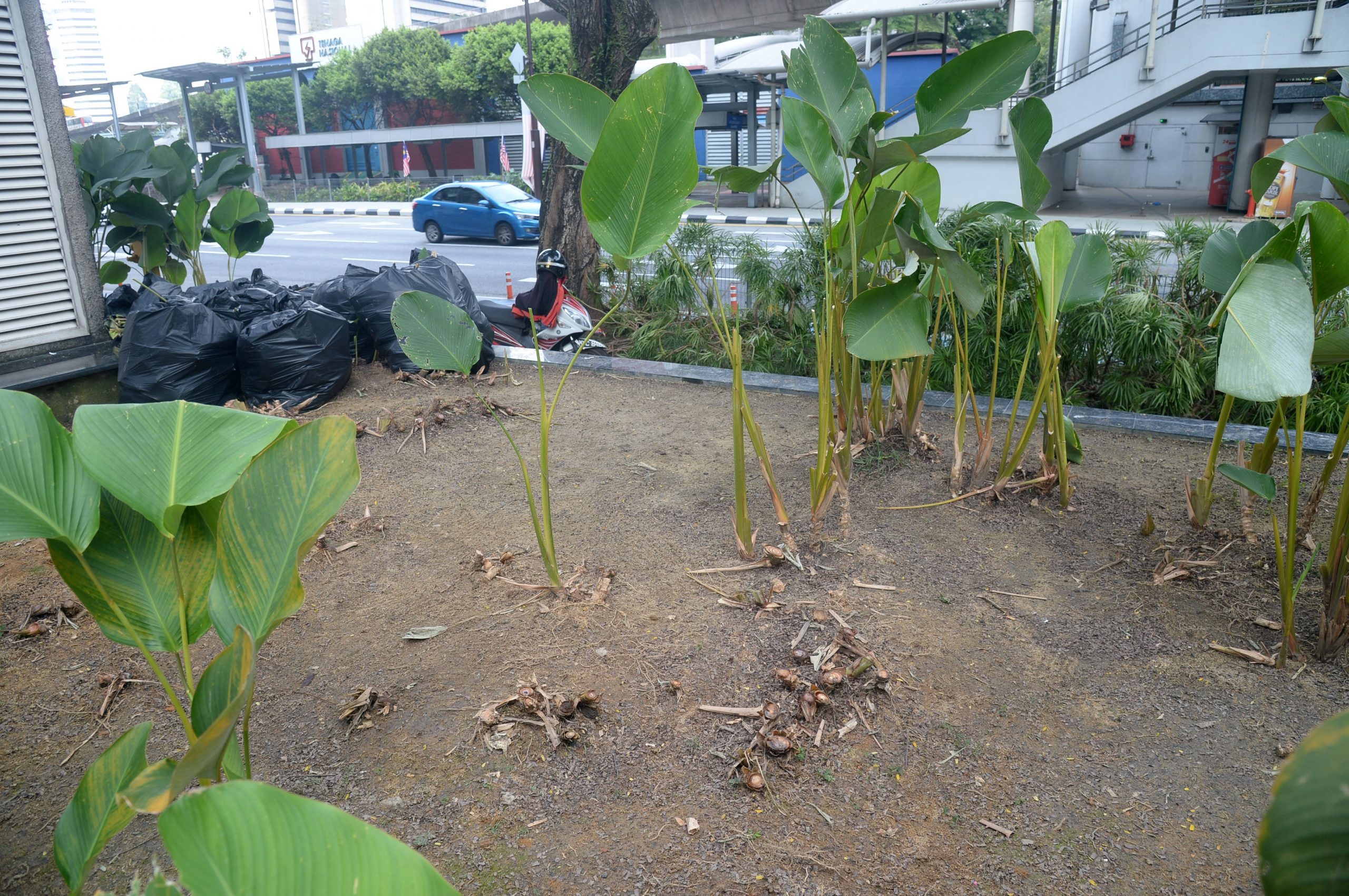 大都会/ME03头/隆市拉惹劳勿路植物被踩踏