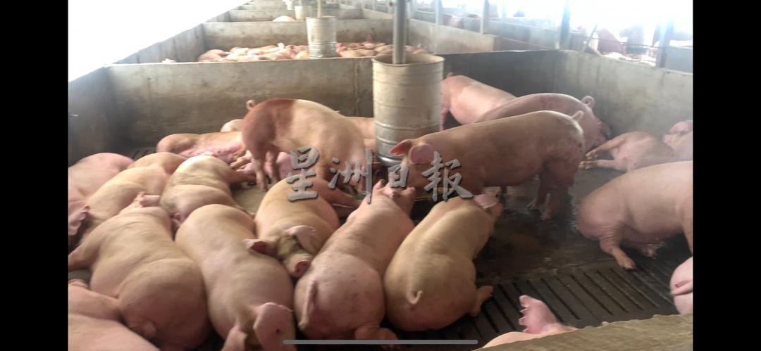 大霹雳时事焦点/非洲猪瘟再袭兽医局严防 霹猪肉下周或暂时短缺