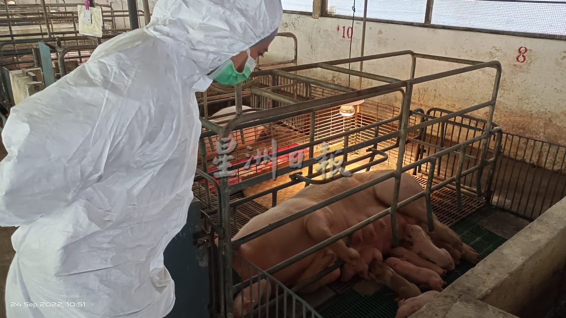 大霹雳时事焦点／非洲猪瘟再袭兽医局严防  霹猪肉下周或暂时短缺 