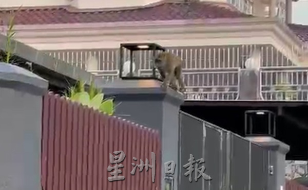 猴子闯家中觅食，居民忧孩子受伤