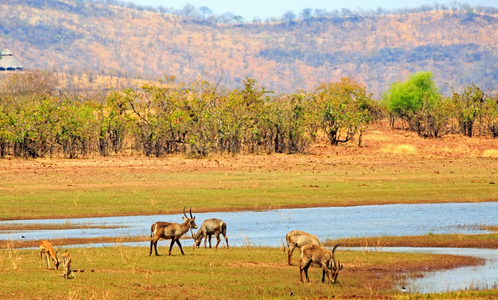 应对干旱威胁 津巴布韦开展60年来最大野生动物迁移活动