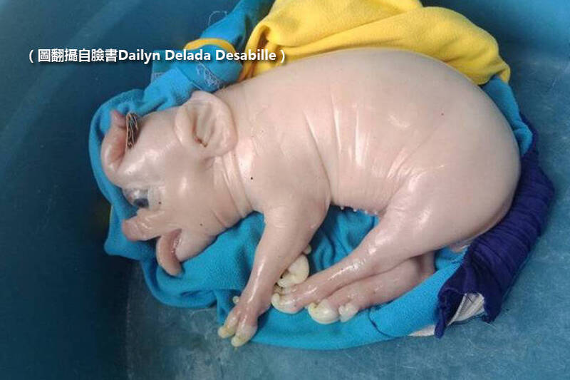 异型小猪出现！ 前额长出「诡异象鼻」