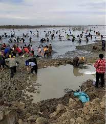 拚图)城西湖水位大降 每日吸引逾千民众前往捉鱼