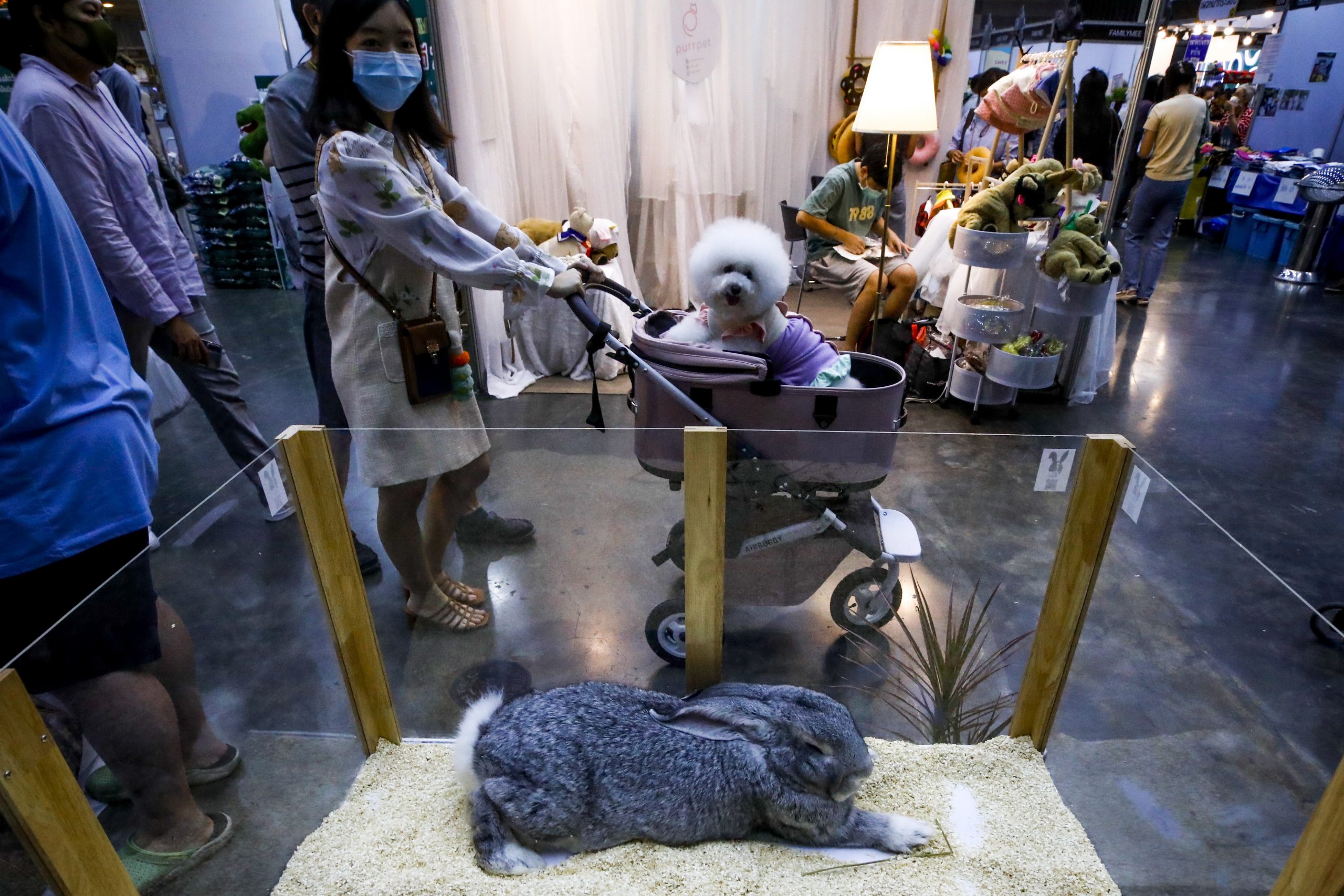 拼图 3图 泰国宠物展