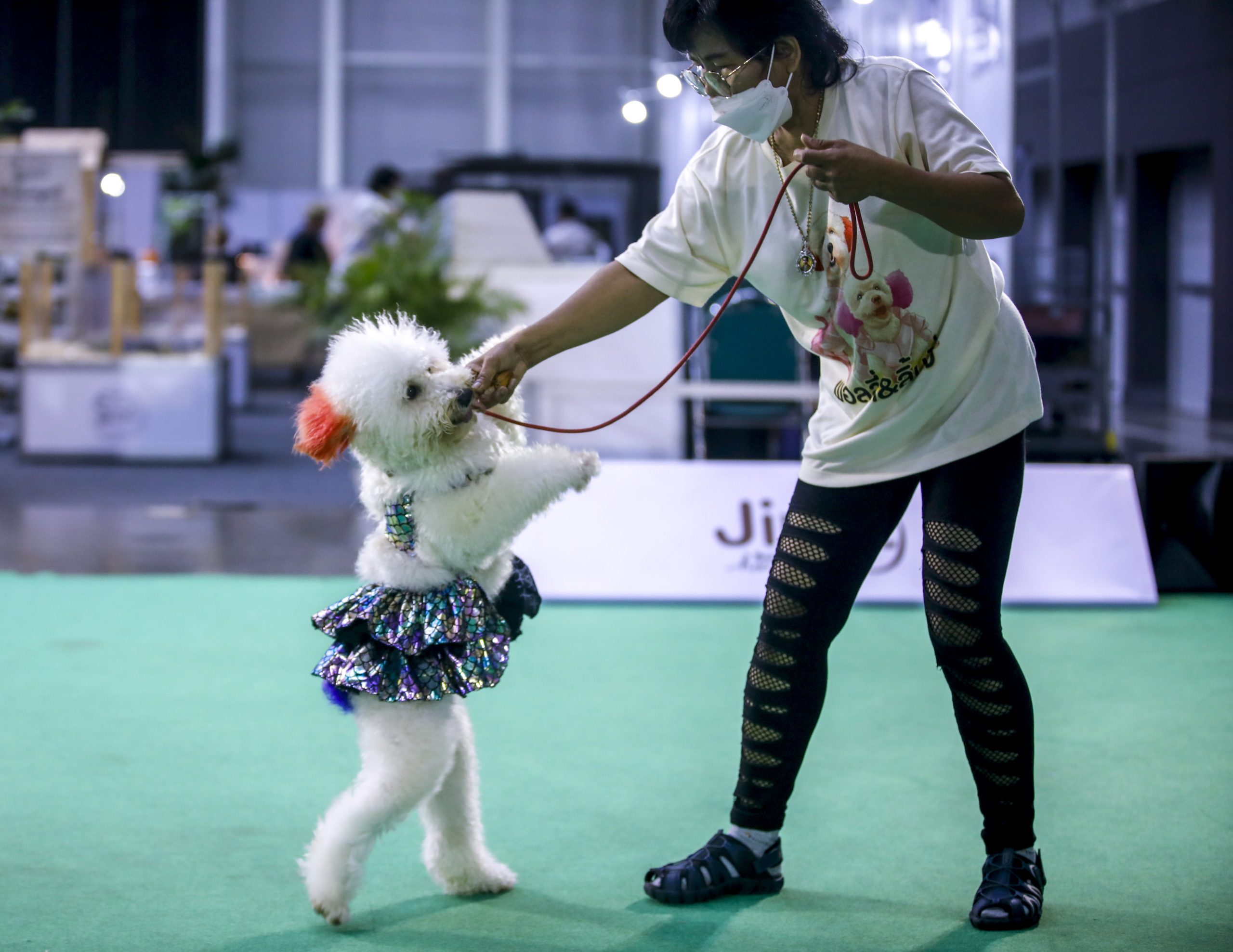 拼图 3图 泰国宠物展