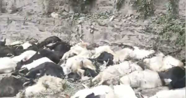 拼盘 /羊群效应真实上演! 90多头山羊集体跳下60公尺山崖惨死