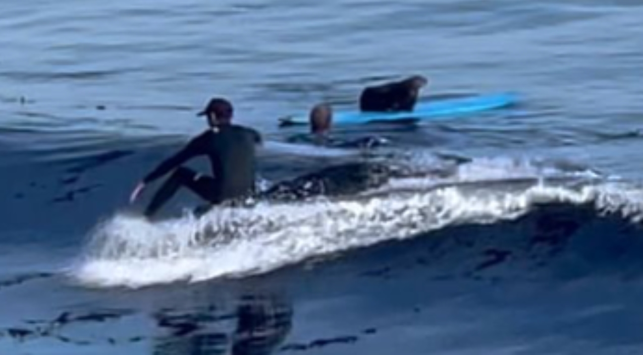 拼盘/水獭霸占冲浪板 加州男子成功夺回