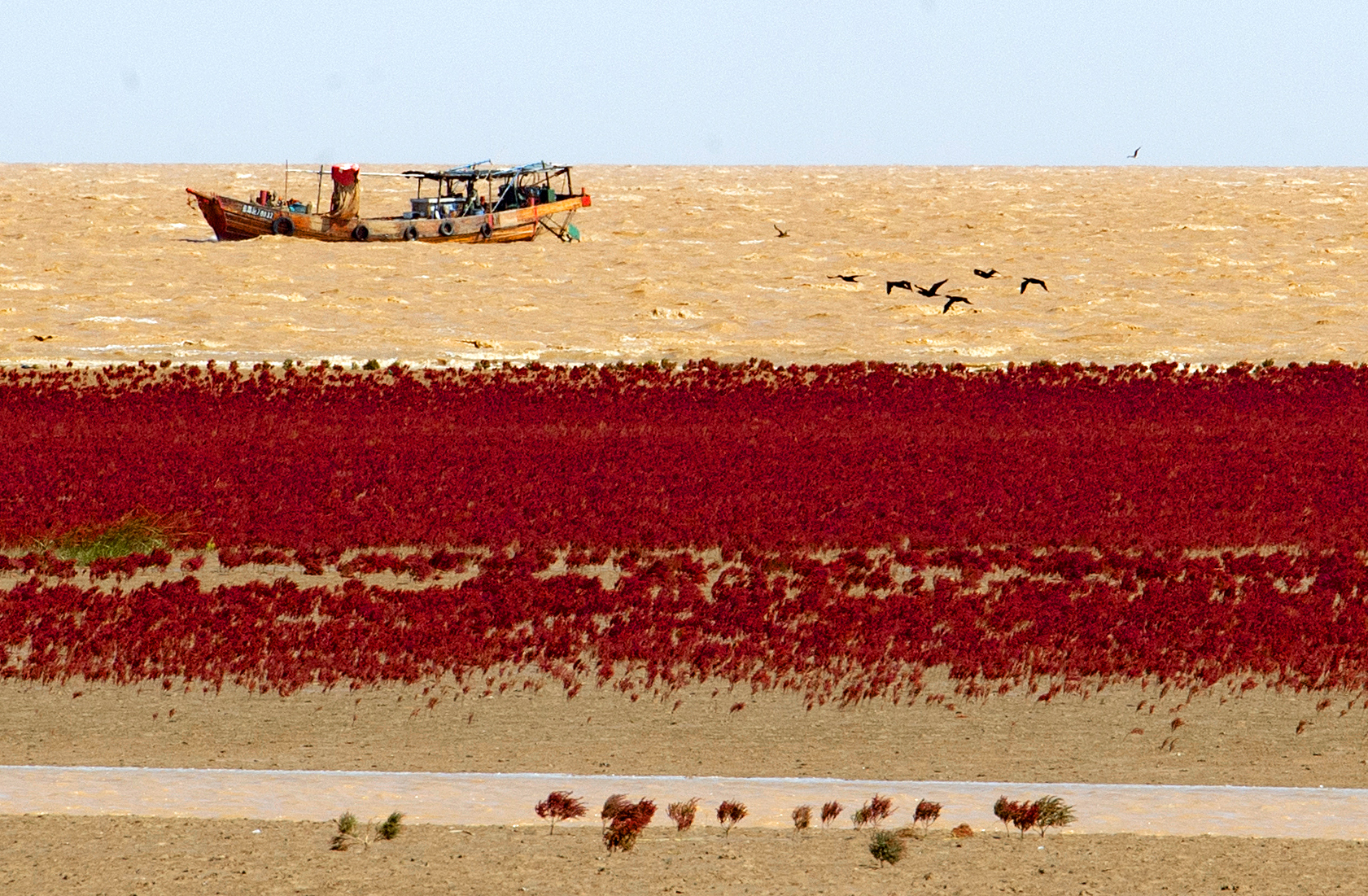拼盘/黄河口“红毯”再现