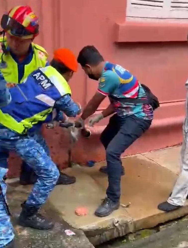 民防部队捕蛇
