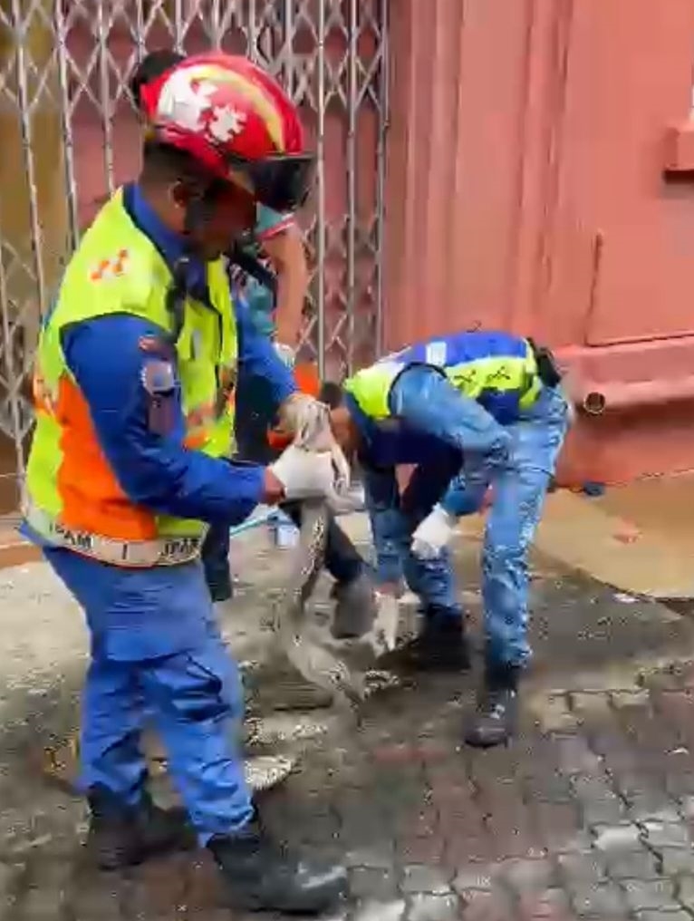 民防部队捕蛇