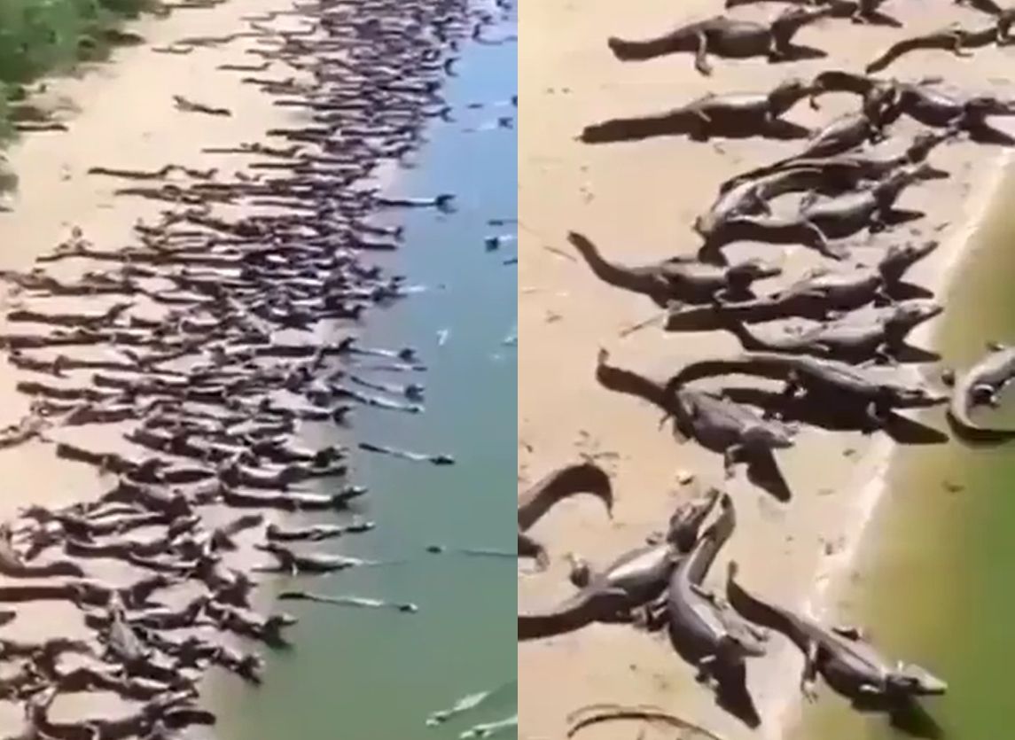 求真 /鳄鱼集体“入侵沙滩”爆大地震将来袭! 专家一句话打脸