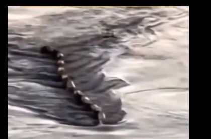 汉江现10公尺长“神秘水怪”　S型游泳众人惊：《骇人怪物》