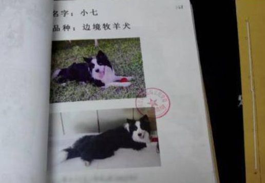 社区保全不爽狗便溺　撒毒鸡肝害死11只毛孩获刑3年