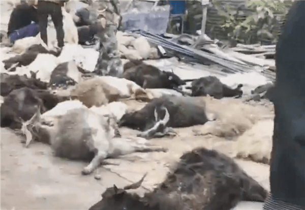 羊群效应是真的 近百只山羊接连跳下60公尺山崖惨死