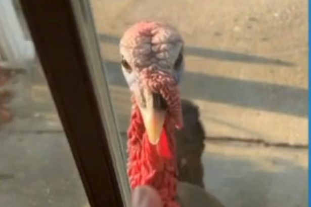 美国发生野火鸡集体攻击人类事件，把居民困在车里