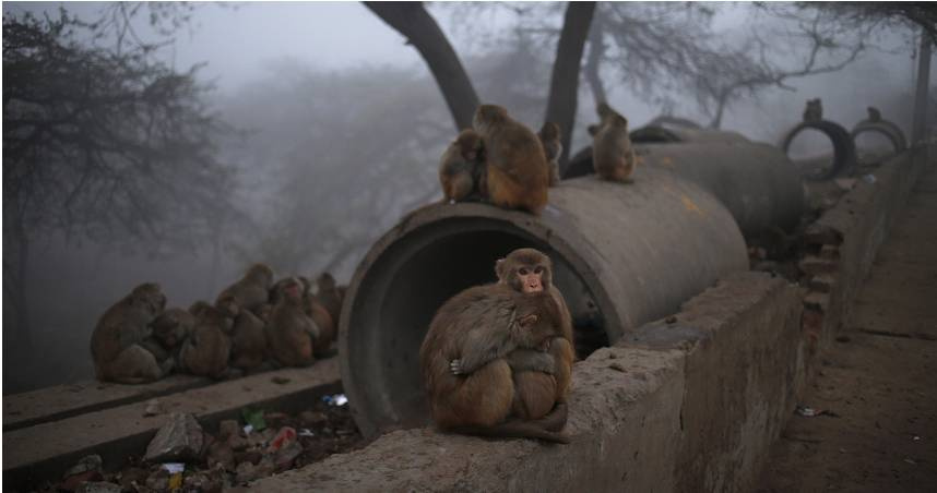被30只愤怒猴子攻击　农民从屋顶跳下身亡