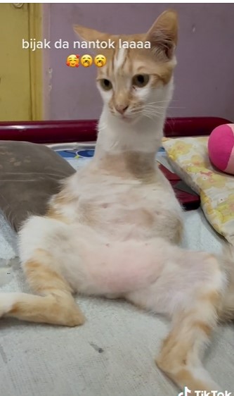 视频 | 小猫失去2前腿获爱心猫主领养·走路像袋鼠网民心疼