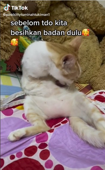 视频 | 小猫失去2前腿获爱心猫主领养·走路像袋鼠网民心疼