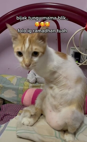 视频 | 小猫失去2前腿获爱心猫主领养·走路像袋鼠网民心疼