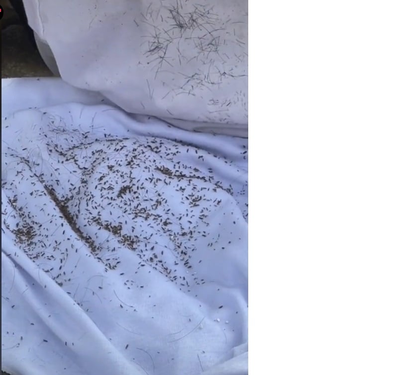 视频|常头发未乾戴头巾 女学生满头虱子