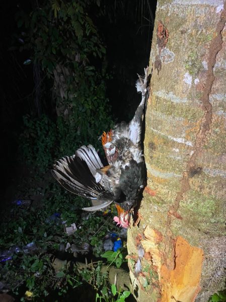 父骑摩托车闪避野鸡失控翻覆,9岁儿当场亡