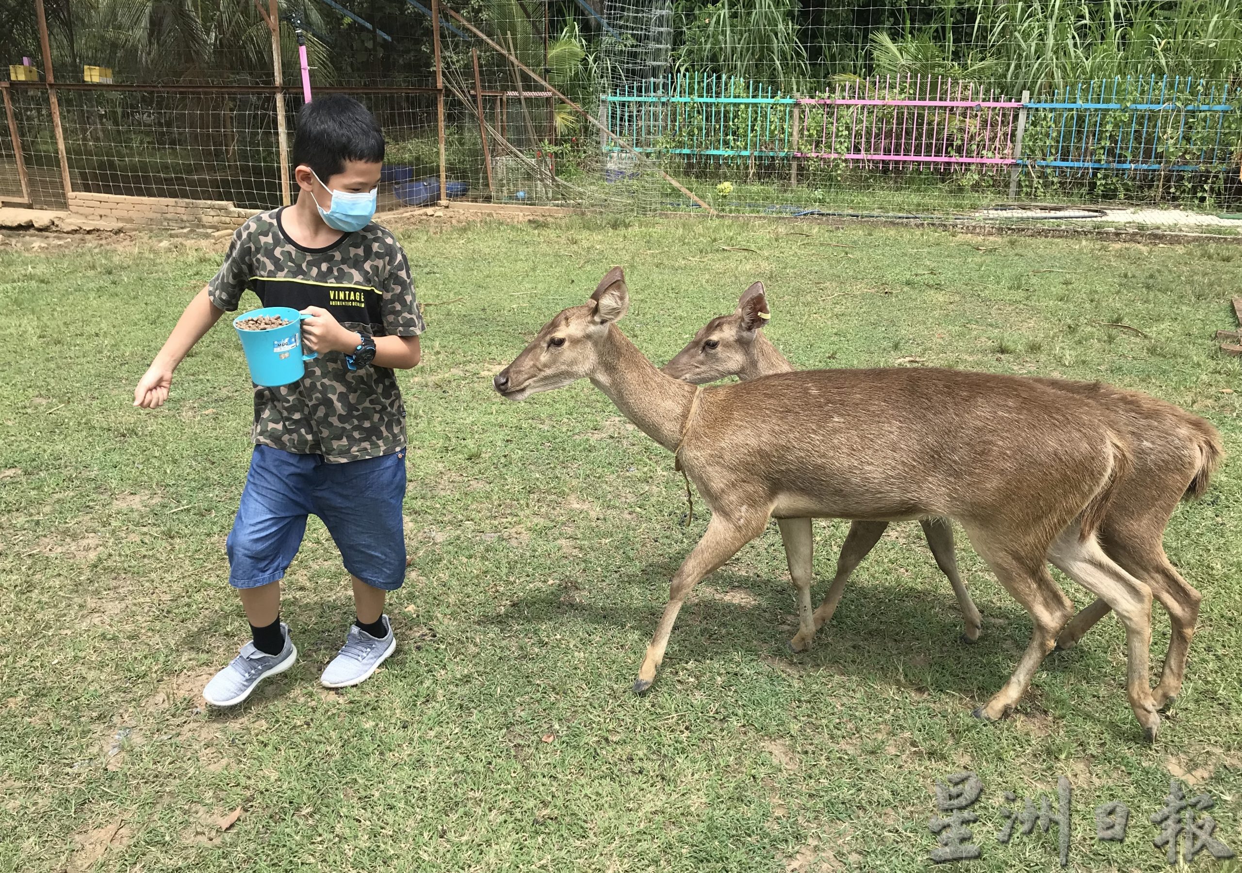 pk霹/9月10日见报/我家萌宠/封底主文