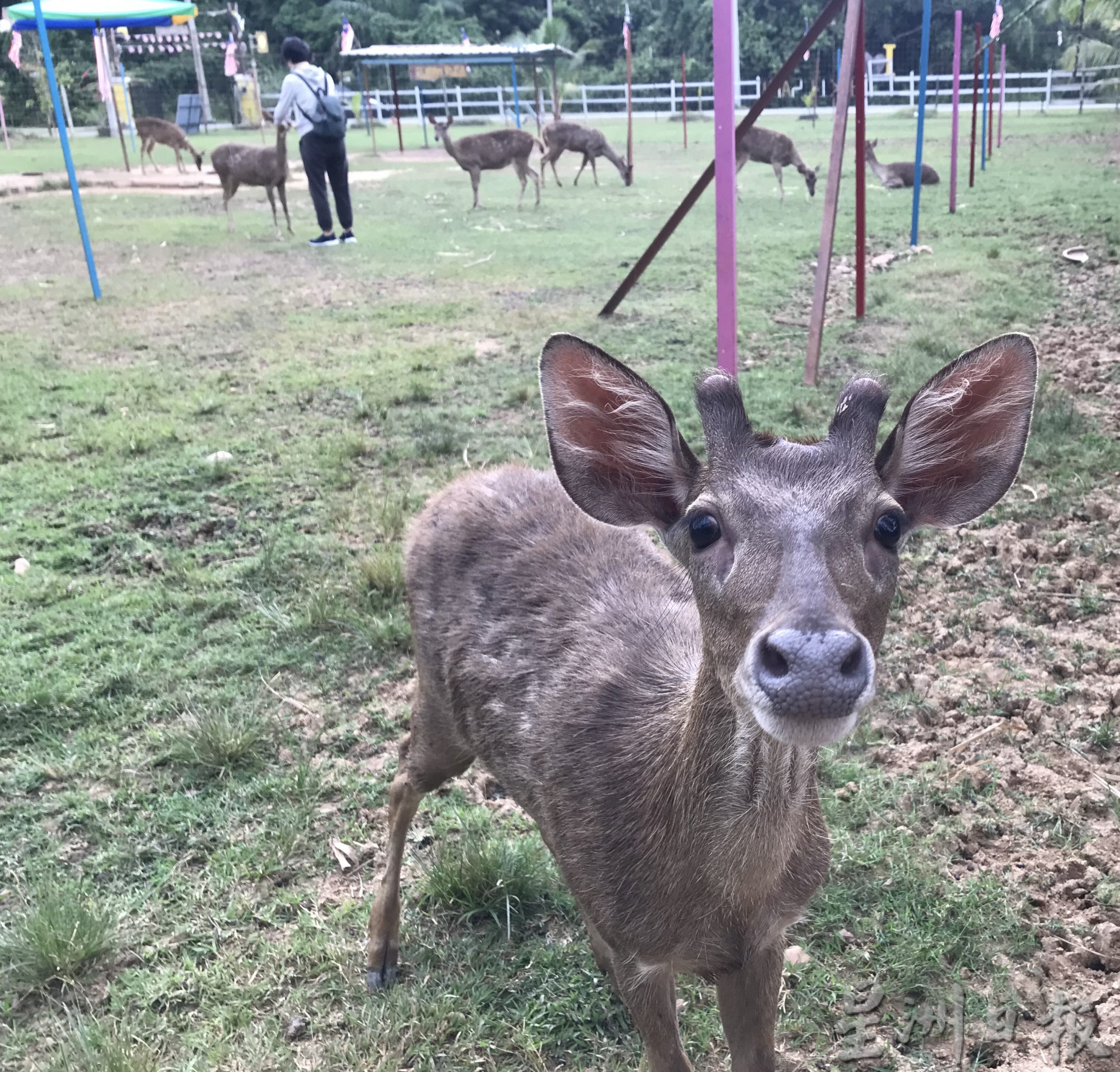 pk霹/9月10日见报/我家萌宠/封底主文