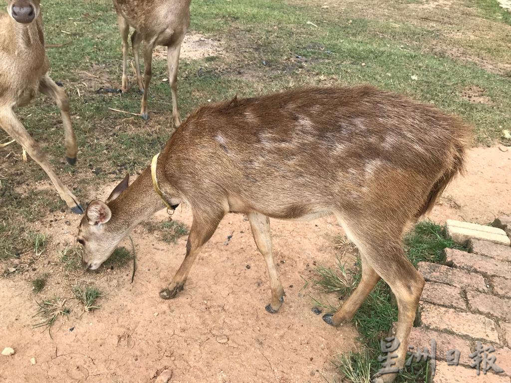 pk霹/9月10日见报/我家萌宠/封底主文