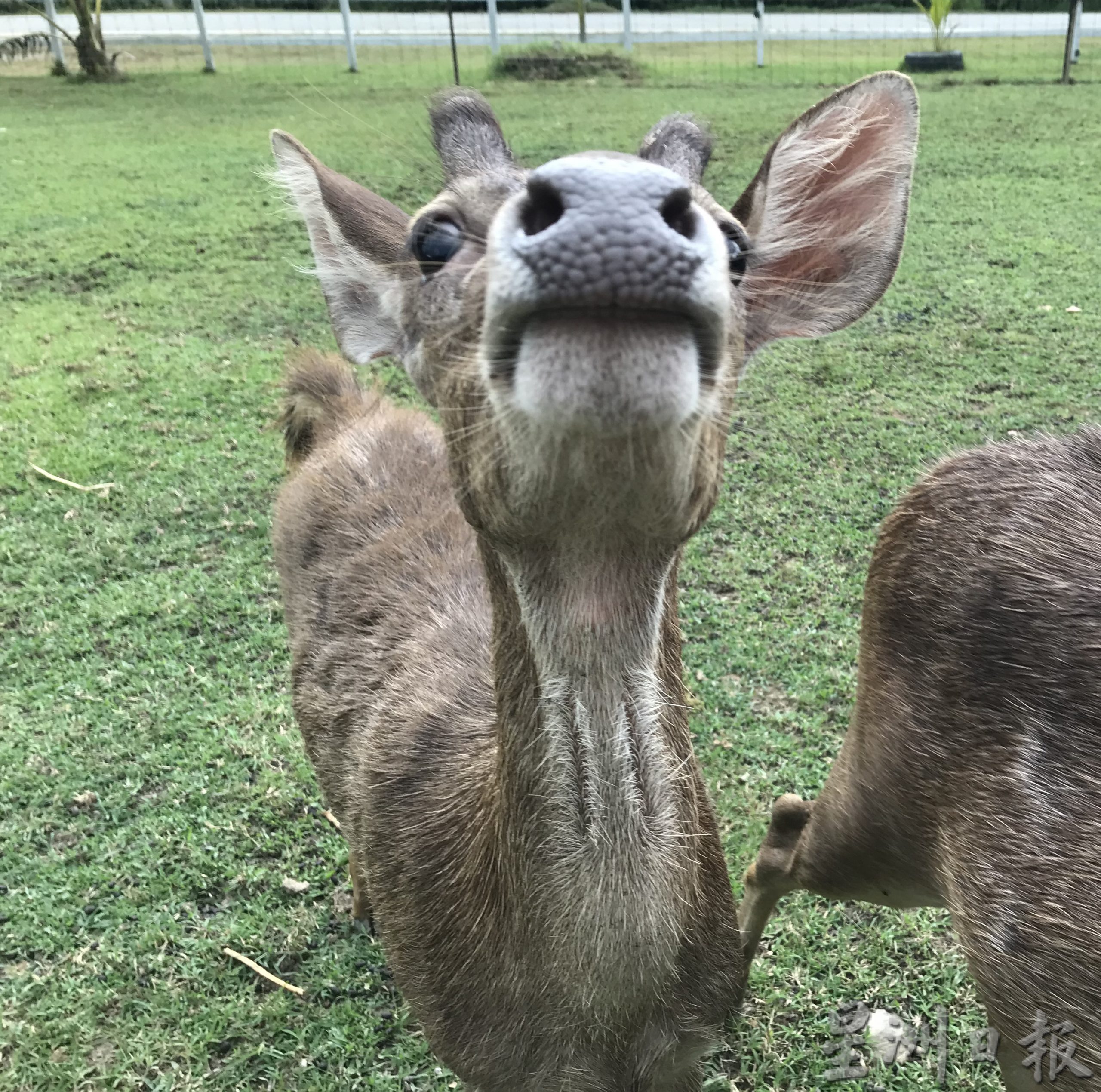 pk霹/9月10日见报/我家萌宠/封底主文