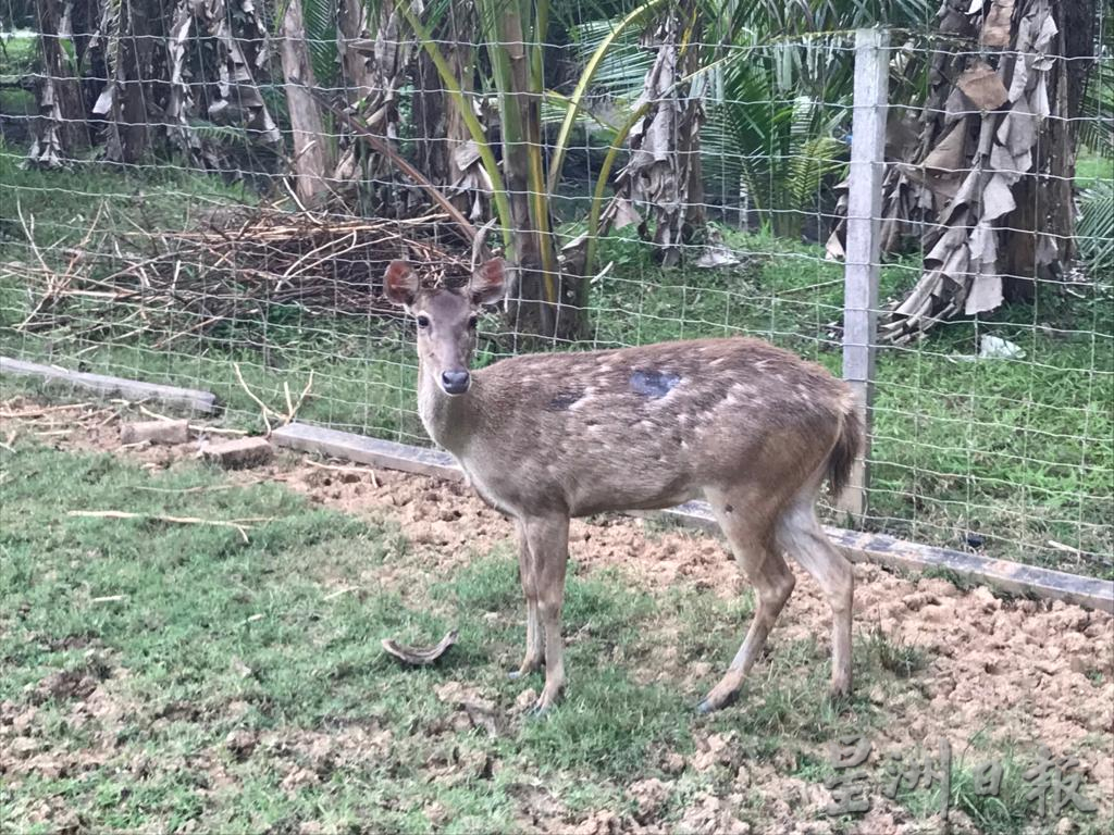 pk霹/9月10日见报/我家萌宠/封底主文