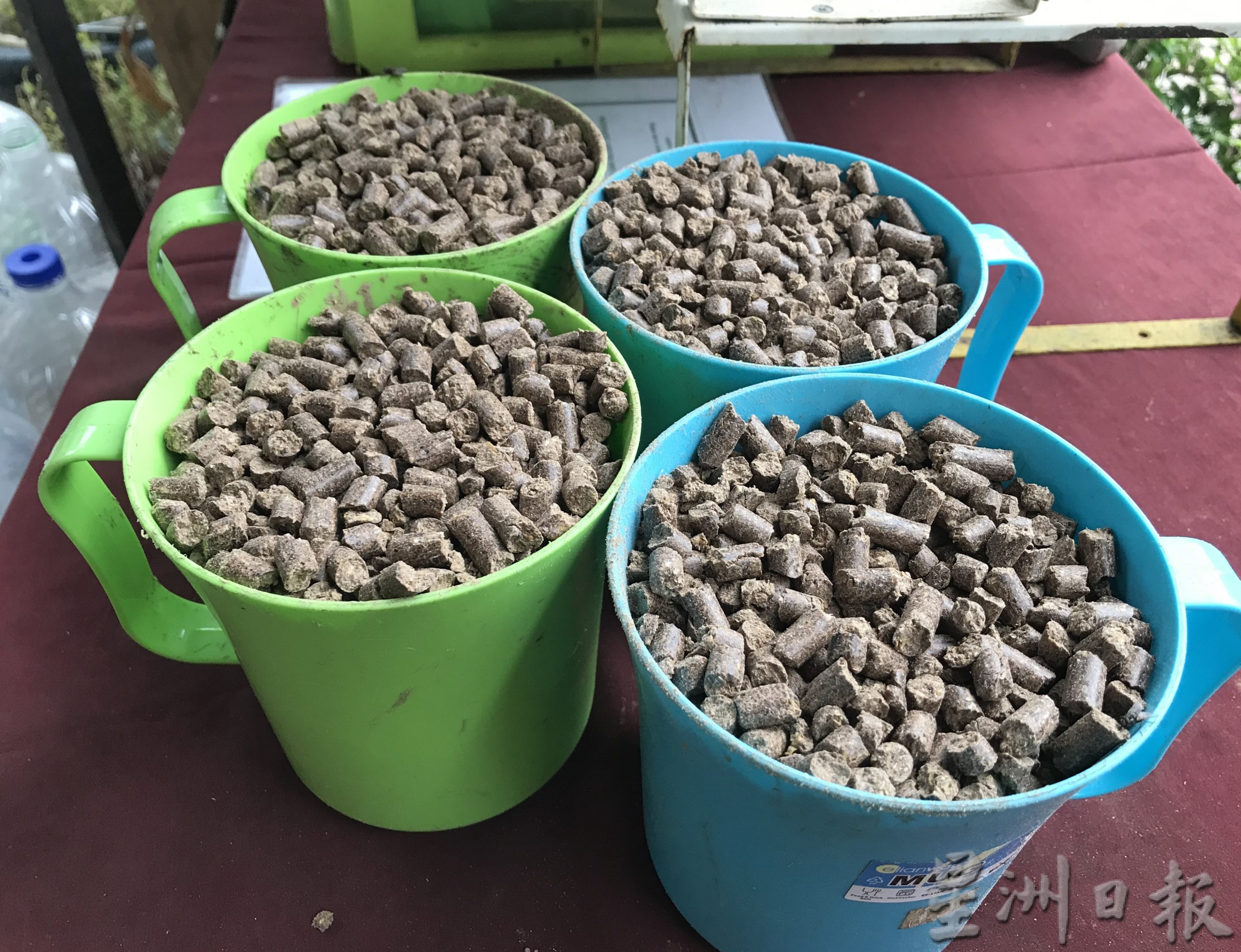 pk霹/9月10日见报/我家萌宠/封底主文