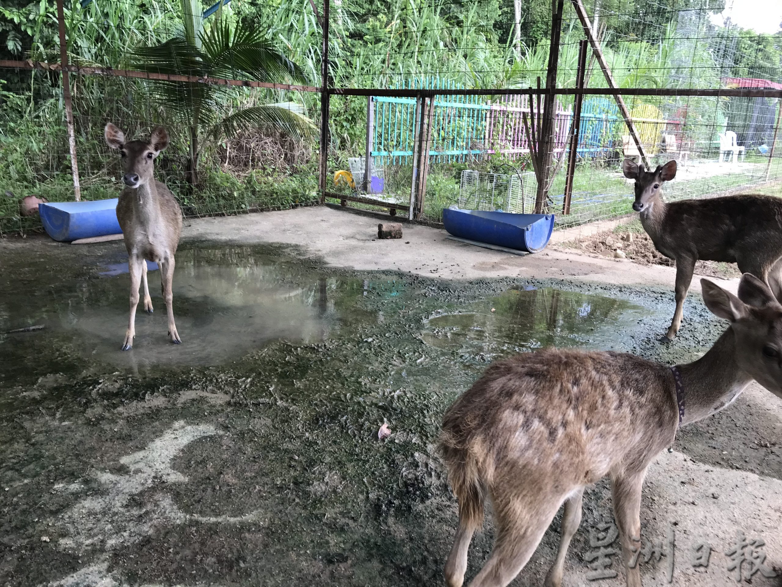 pk霹/9月10日见报/我家萌宠/封底主文