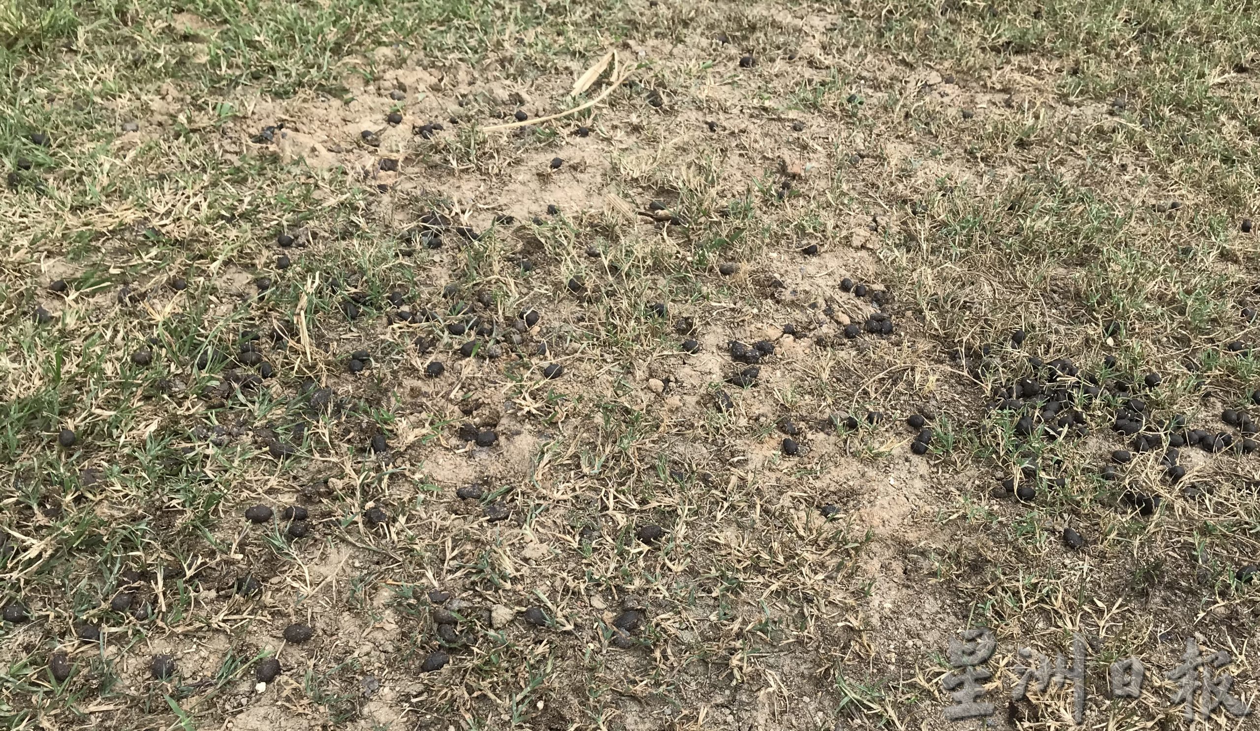 pk霹/9月10日见报/我家萌宠/封底主文