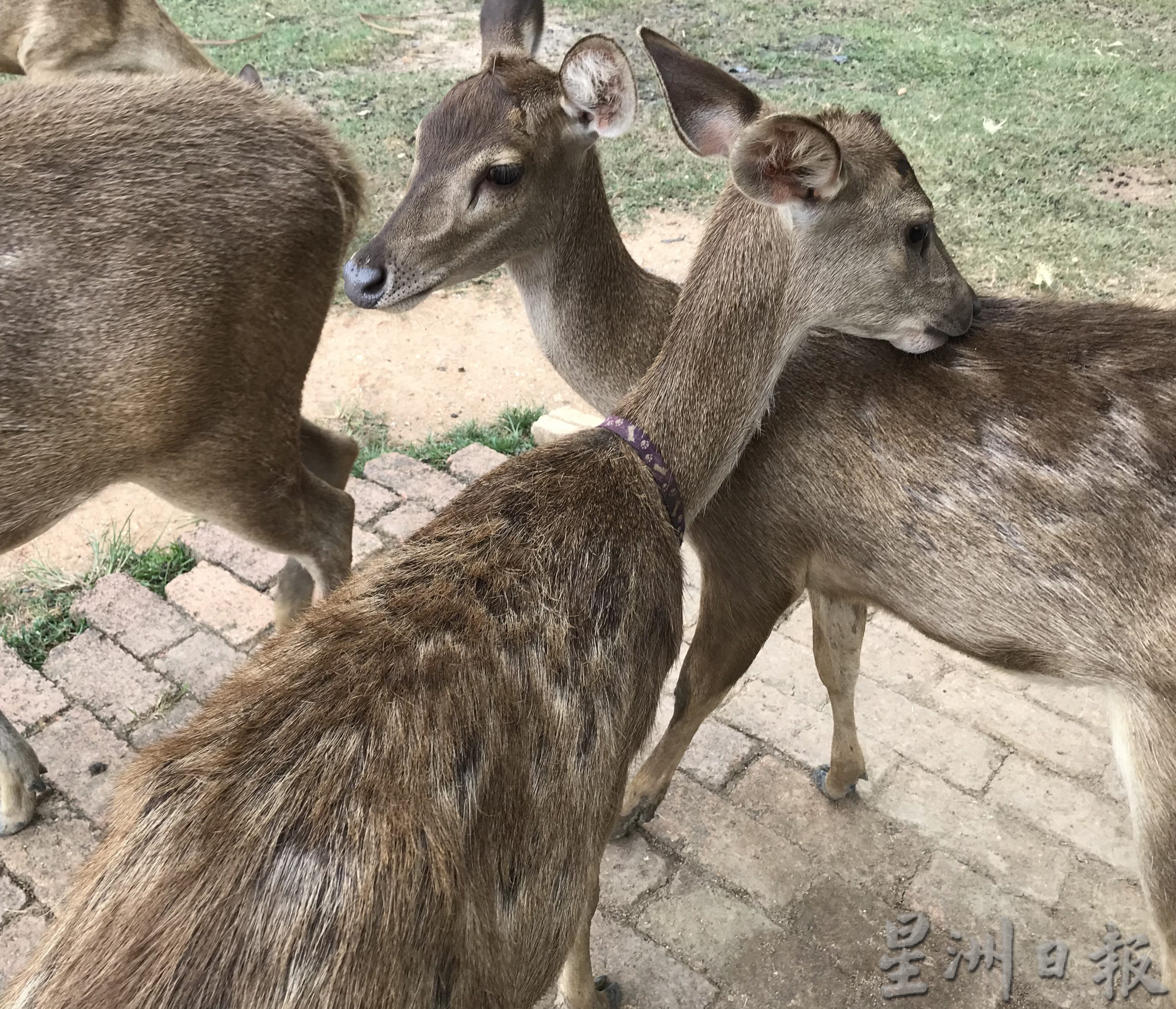 pk霹/9月10日见报/我家萌宠/封底主文