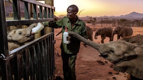 Elephant sanctuary